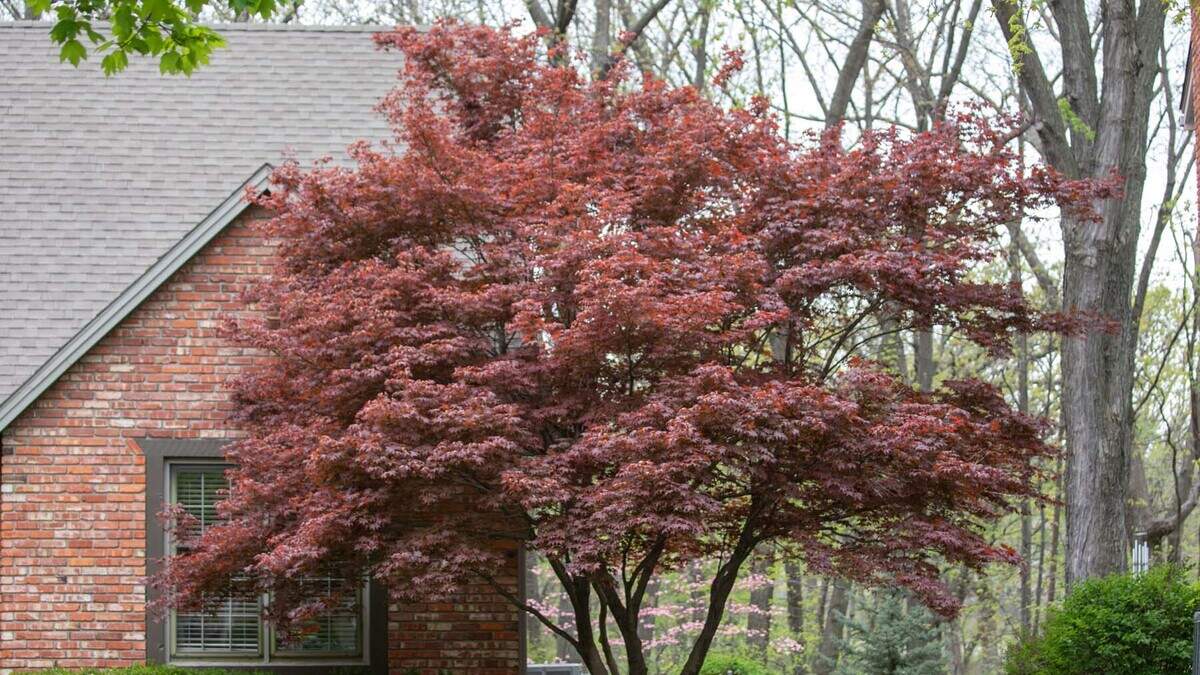 This Japanese maple is the perfect size and shape for its spot in the landscape.
