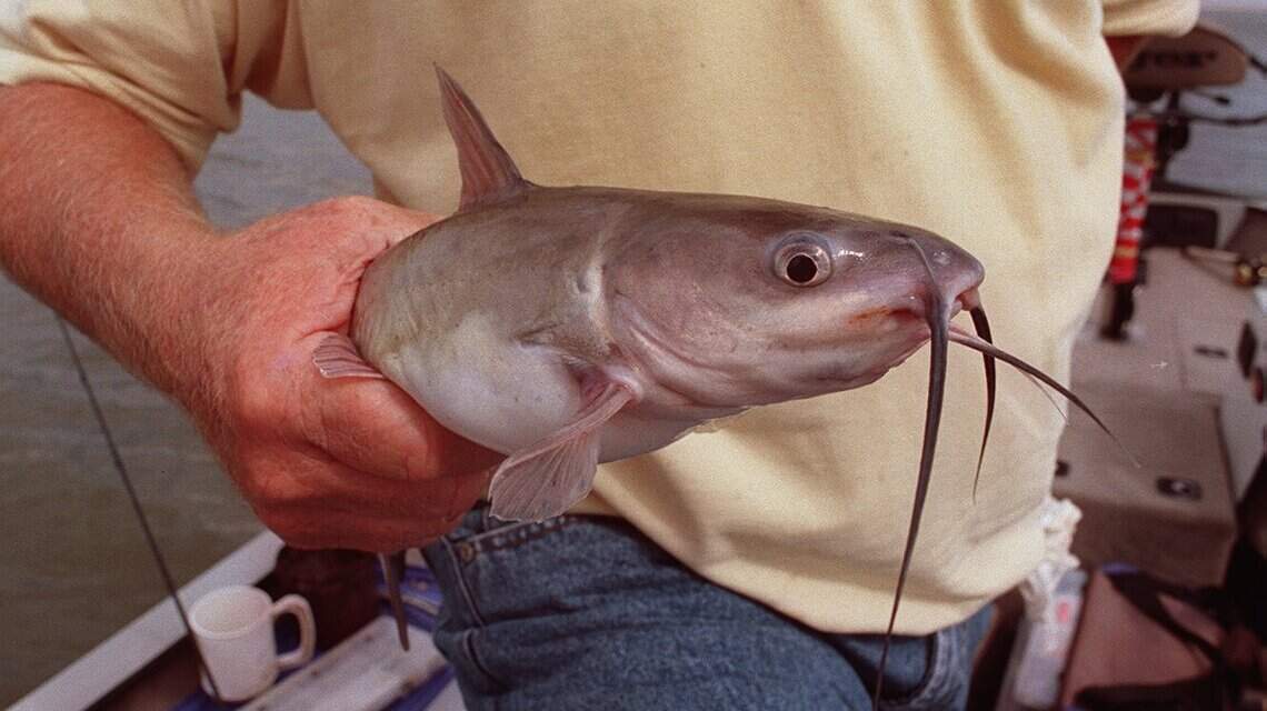 Fishers beware: Some fish from these Kansas lakes and rivers may be dangerous to eat