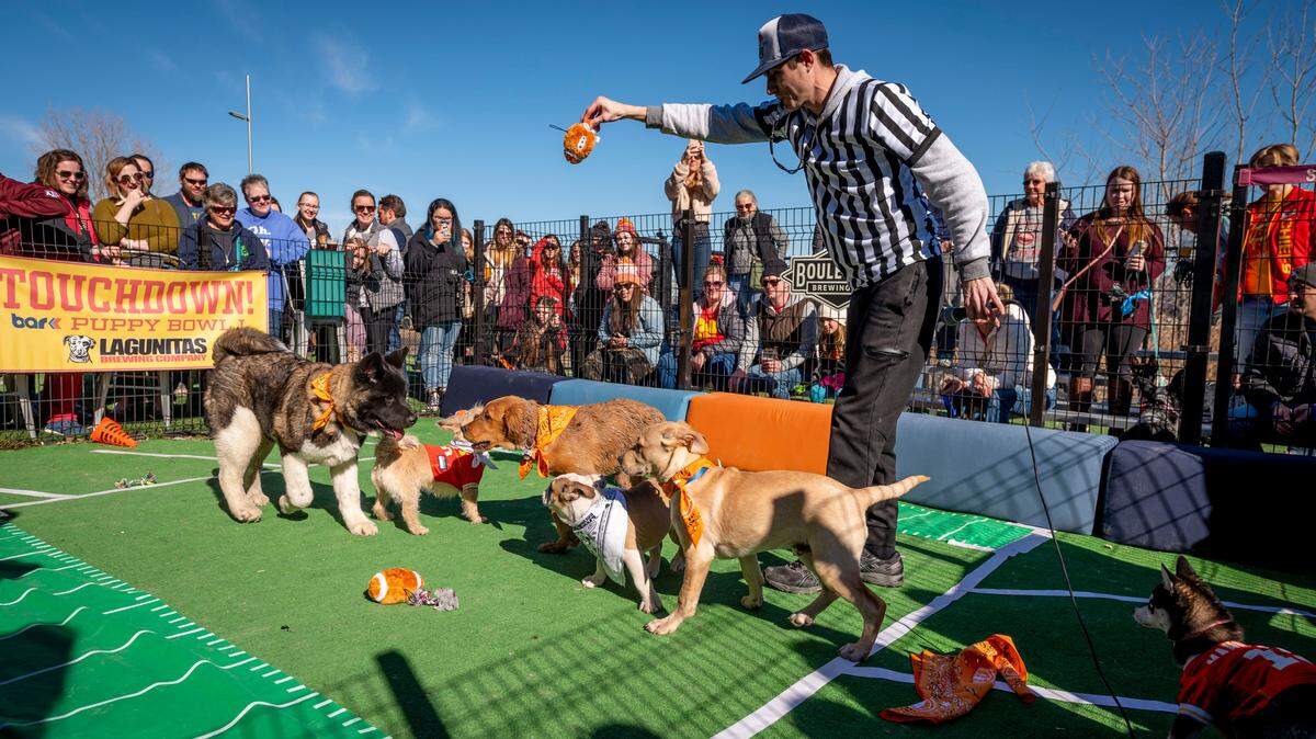 Serving as referee for the event, Jason Snellenberger, Bar K programs and events manager, performed the opening drop-off of the ball during the Bar K Puppy Bowl at Bar K, 501 Berkley Parkway. Puppies ages 3 to 9 months played in one of four games. All pups that participated received a bandana.