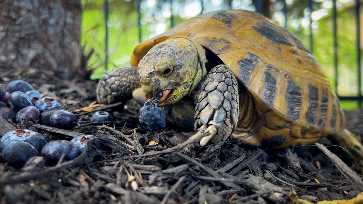 Kansas woman found pet Russian tortoise missing for 9 months | Kansas ...
