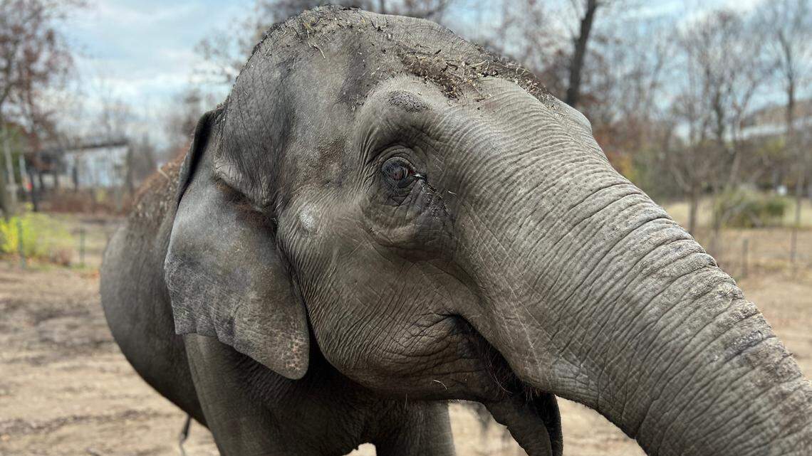 Jade, a 17-year-old Asian elephant, gave birth to a baby boy, Missouri zoo officials announced.