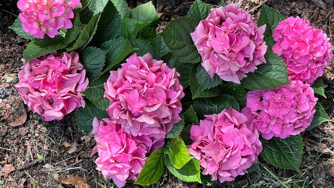When the full moon hits, come back to earth in your garden with this blooming wonder