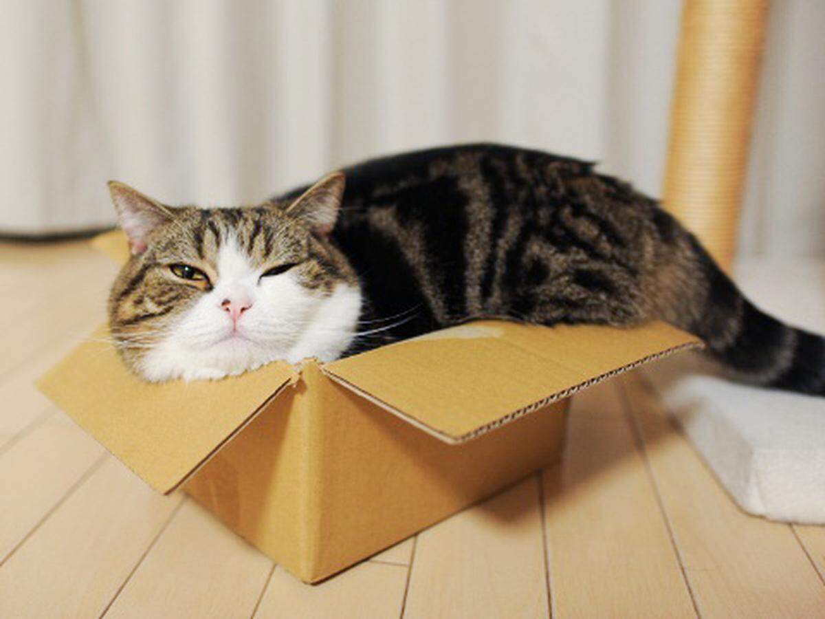 Could your kitty be a star in the Quarantine Cat Film Fest?