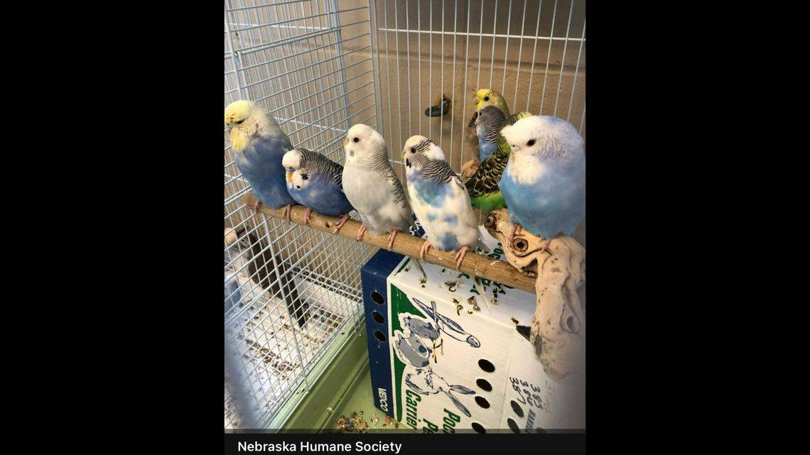 Most of the animals rescued were “exotic” birds and reptiles, the Nebraska Humane Society said.