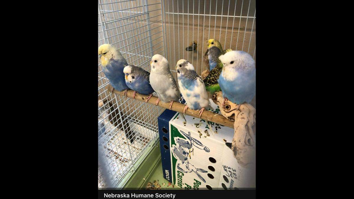 Most of the animals rescued were “exotic” birds and reptiles, the Nebraska Humane Society said.