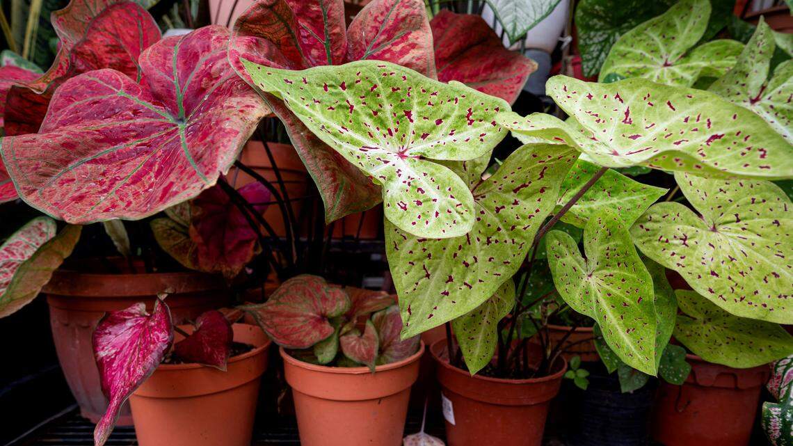 A variety of indoor plants.