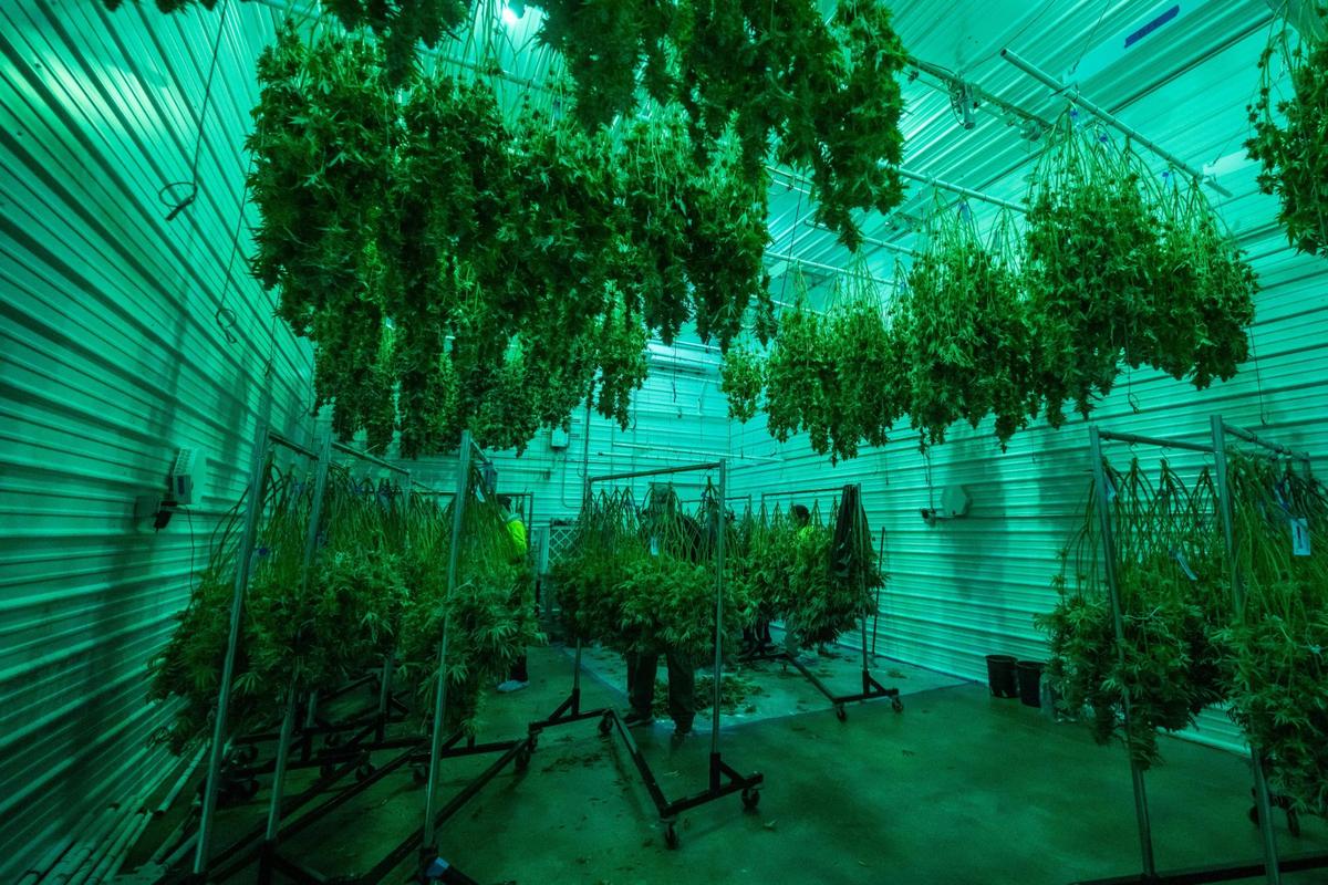 Marijuana plants post-harvest hang out to dry in the drying room at the farm and production facility of Illicit Farms. Drying the plants is the next to last step before the product is ready for packaging.