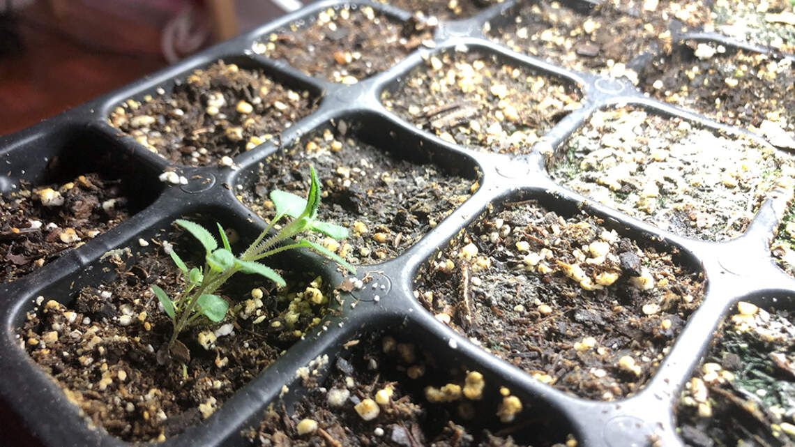 Starting seeds indoors will help gardeners get through winter. Lighting is the trick
