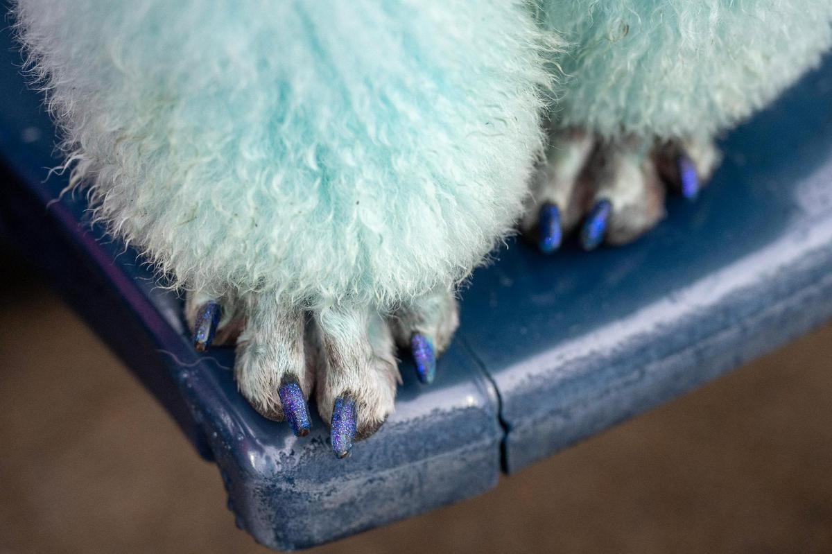 A dog named Louie Vitton is seen with blue glitter nails during Bark at the Park at an MLB game between the Kansas City Royals and the Baltimore Orioles on Friday, April 4, 2025, at Kauffman Stadium.