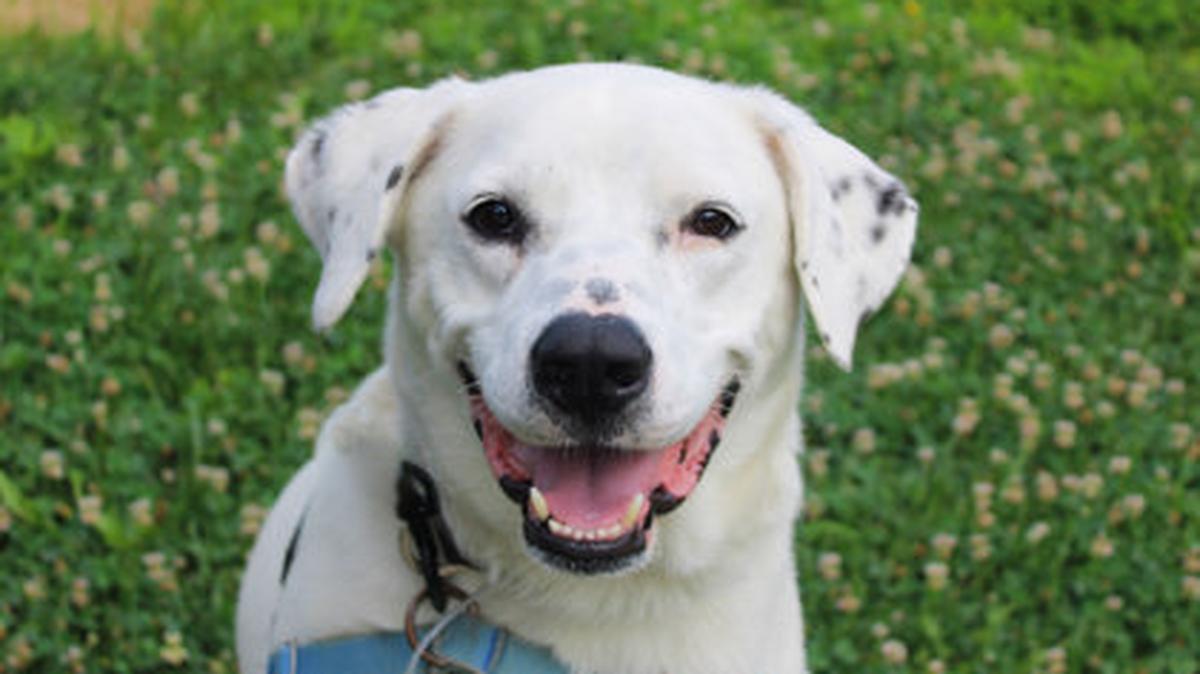 Remy is looking for his new family at Wayside Waifs.