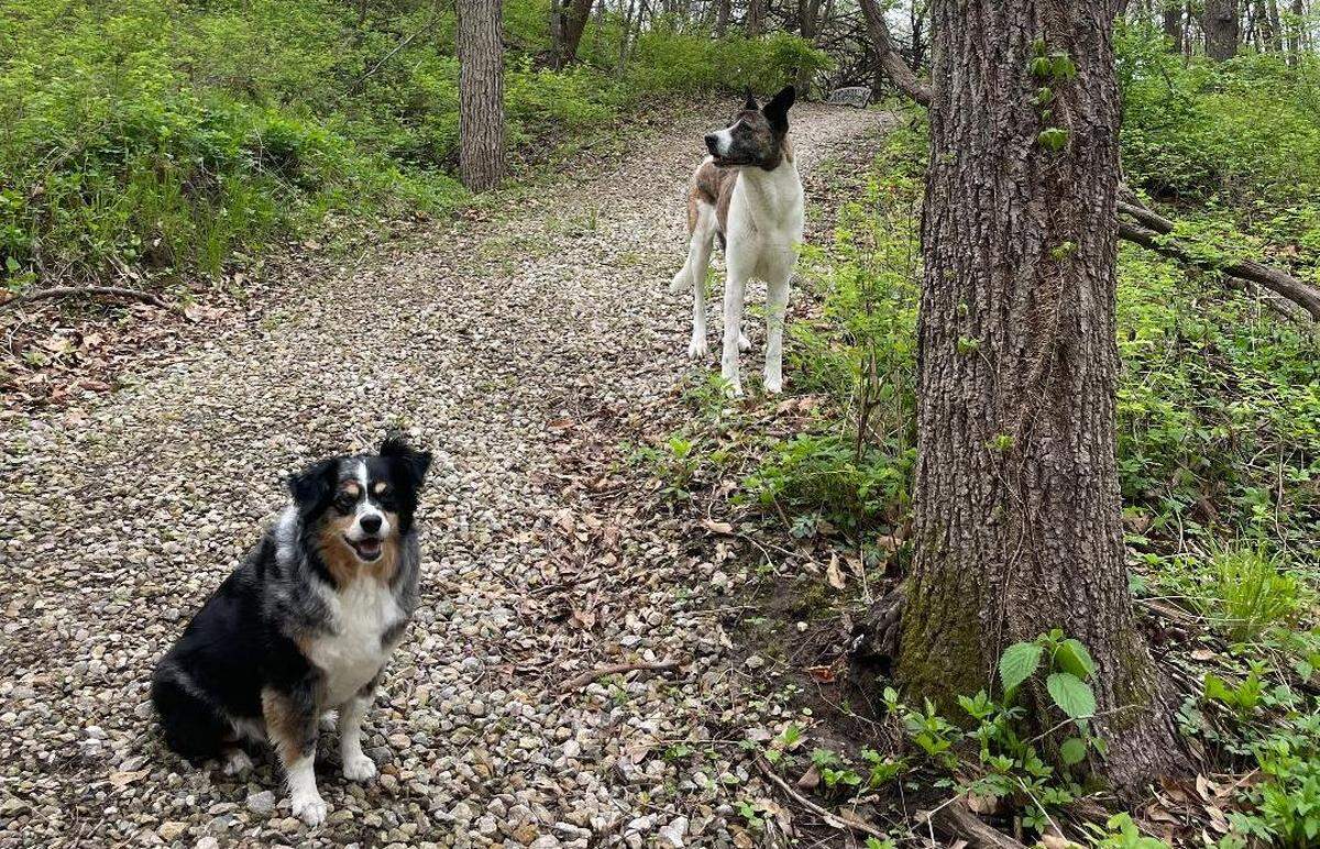 At Broadmore Pet Retreat, dogs can sniff their way through a wooded Adventure Trail.