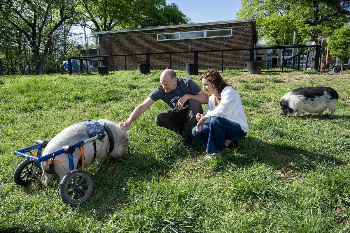 Dave Jennings and his wife, Emily McLeod spend time Saturday, April 18, 2026, with some of their pigs including Maxwell, left, a special needs pig who uses a wheelchair, and Polly, right, at their home in Kansas City, Kansas. 