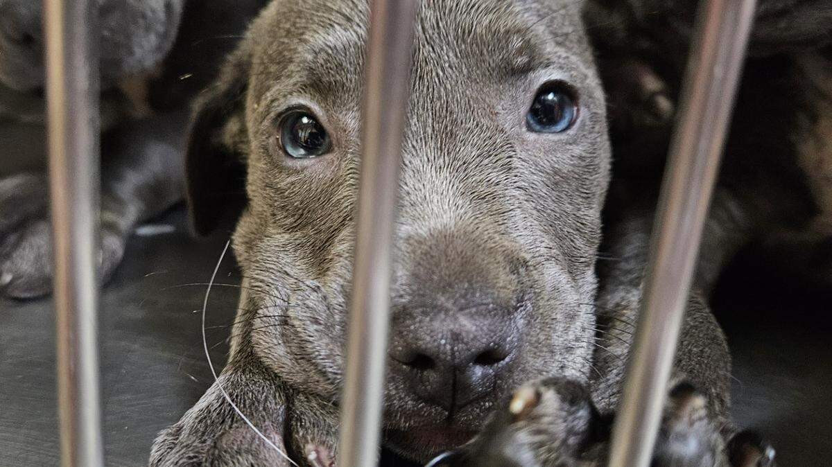 Eleven puppies were abandoned in a crate on the side of a Kansas road Thursday morning.