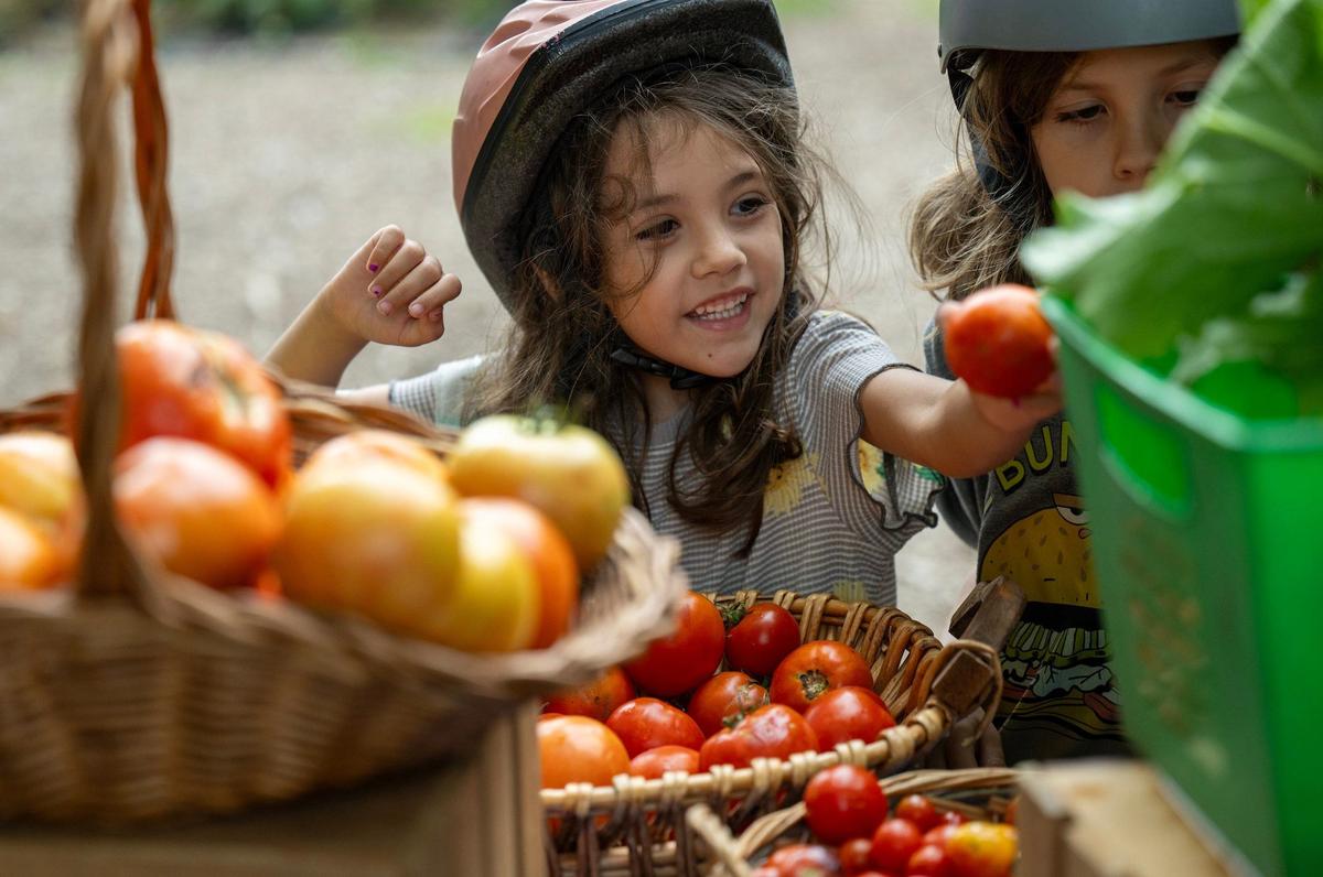 Zuri Young, 6, selects a tomato at Young Family Farm KC while shopping with her family (not related to farm owners) at the farm’s weekly market.