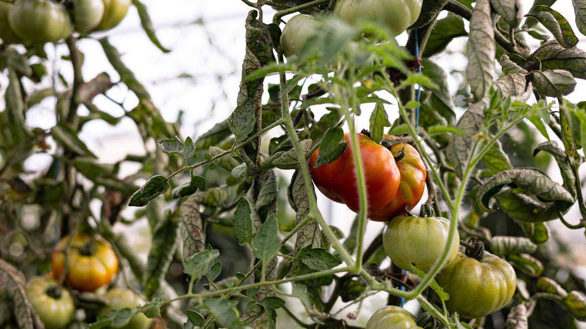 A vine of fresh tomatoes.