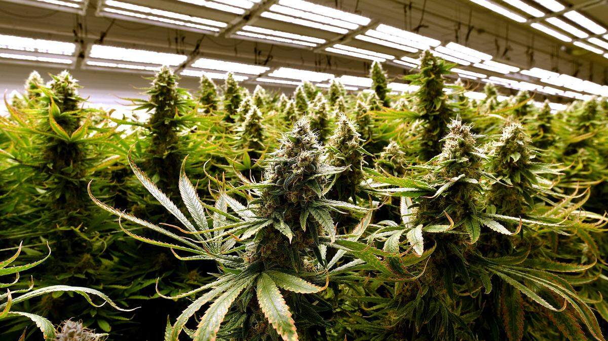 In states where marijuana has been legalized, there has been a noticeable decline in non-medical opioid use.