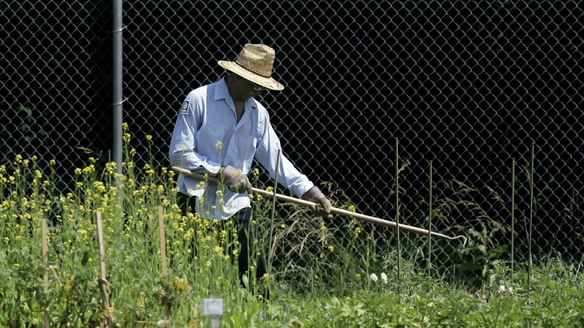 Rows of okra, cabbage, tomatoes and peppers are tended by a gardener in Kansas City.