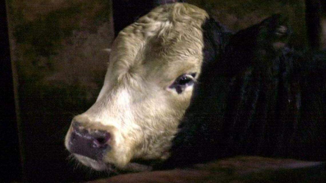 A Black Angus cow waits in a pen at Creekstone Farms in Arkansas City, Kan., in this file photo.