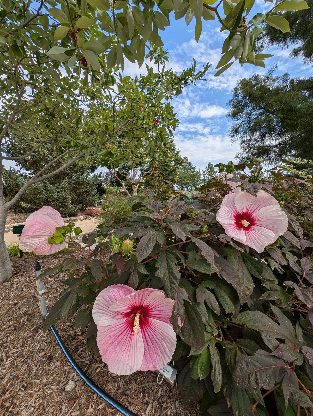 Hardy Hibiscis in the Dennis Patton Garden Gallery demonstration garden.