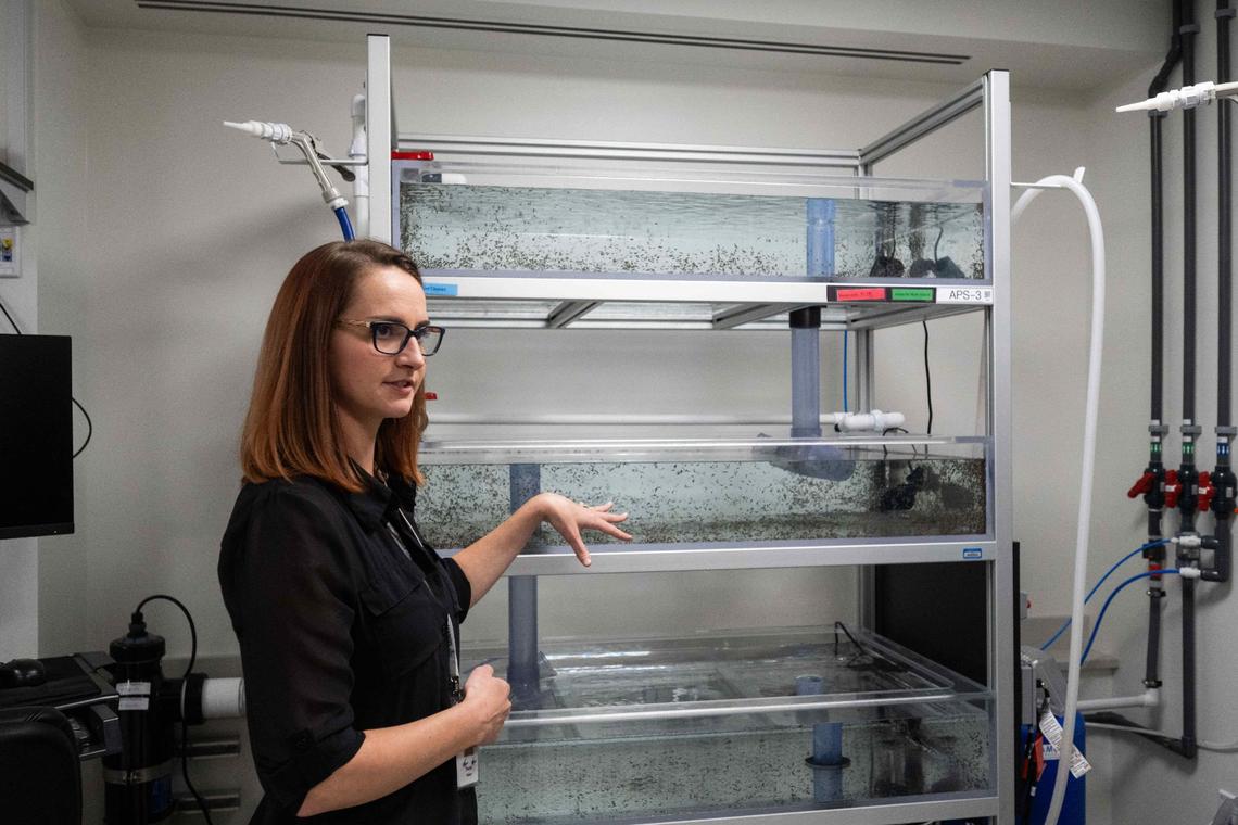Laboratory manager Rachel Livella shows two tanks of planaria, a freshwater flatworm that has the ability to regenerate itself.