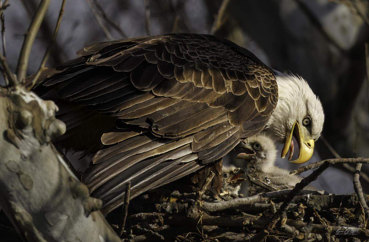 A bald eagle feeds her two eaglets at a nest in southern Overland Park. Photographer Brian Block (@wilburbernard on Instagram) spent hours a week ago Wednesday waiting with a birding friend to make this photo.