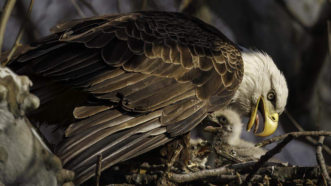 Photos capture fuzzy heads of 2 eaglets in southern Overland Park: ‘Neat to see’