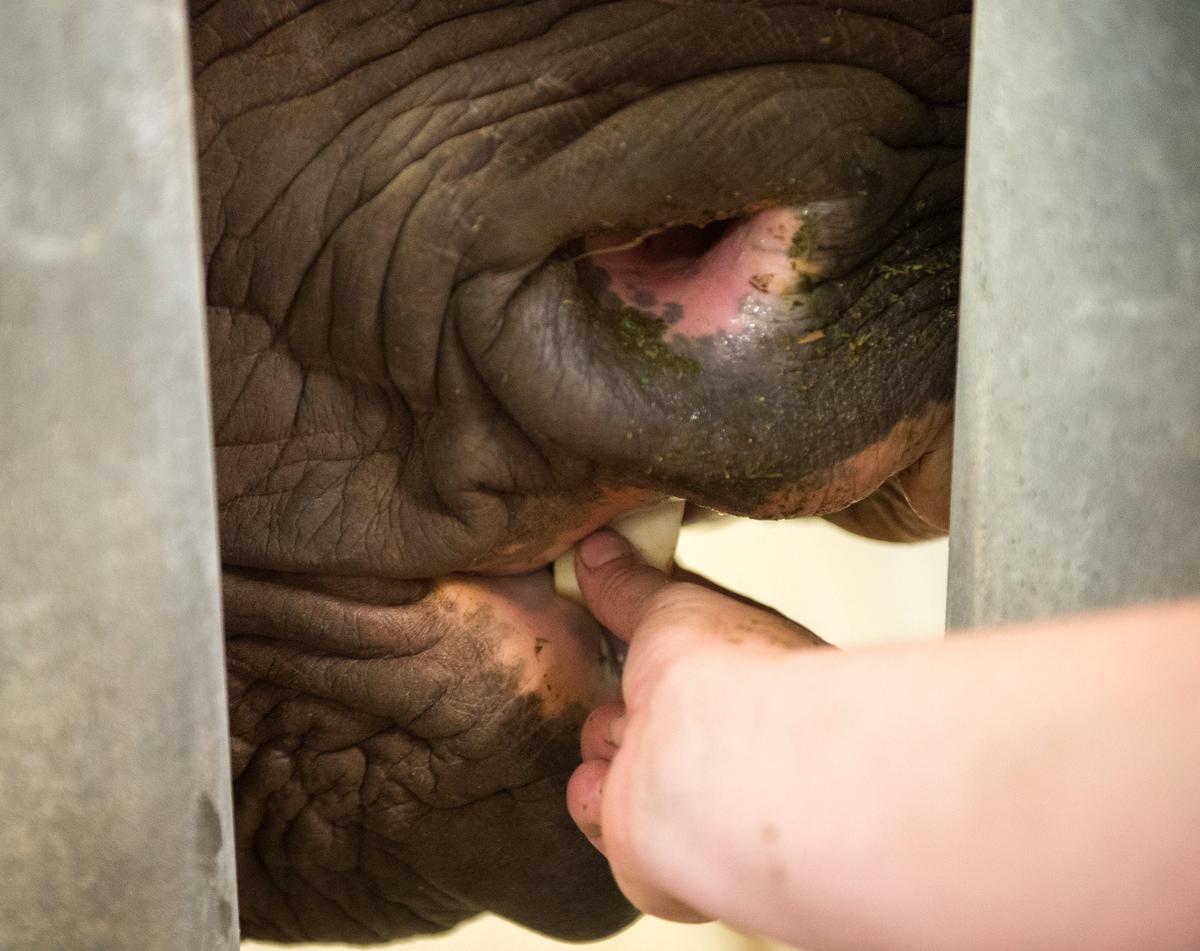 One of Imara’s nostrils started to turn a very un-rhino-like pink when she was two years old. Then the symptom progressed to her face, neck and limbs.