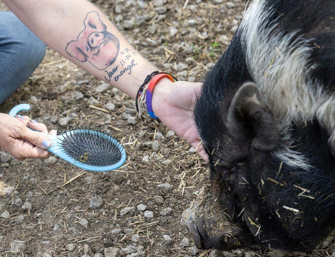 Angela Jones-Willey, Kansas City Pig Rescue Network secretary and treasurer, sports a tattoo on her forearm memorializing her longtime pig, Thad, who died of cancer last November. Jones-Willey was brushing Ludo on Thursday, April 17, 2026, at KCPRN's Willeyville Farm, which she owns in Cleveland, Missouri, in Cass County.