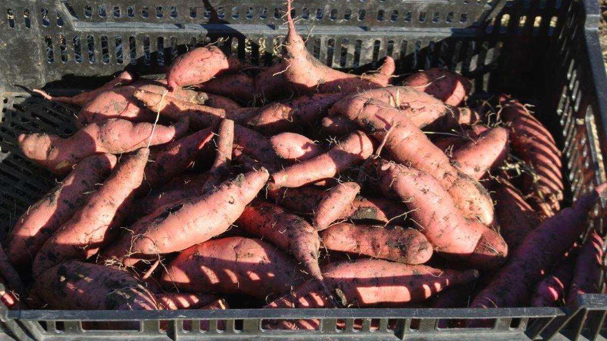 Unless you want enormous sweet potatoes, mid-September through mid-October is the window for harvest.