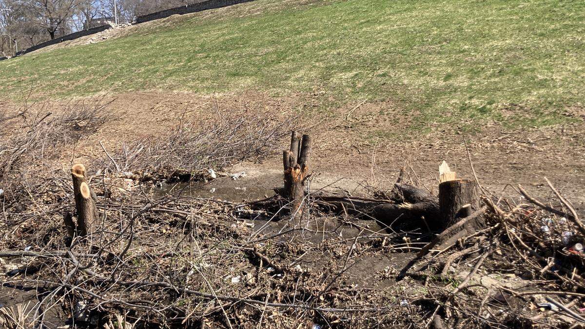 Invasive trees along the creek in the western part of Penn Valley Park are being removed as part of a three-phase project to improve the area, which will include planting native trees.