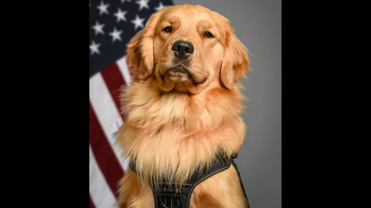 River, a comfort canine at Michigan State University, died after being diagnosed with terminal cancer.