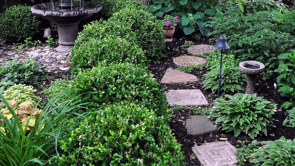 Pruning evergreen shrubs in their natural shape helps keep the plant healthy and attractive.