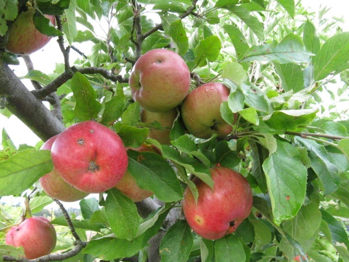 Consider what you want before you plant a tree. Shade, flowers, fruit or all of the above?