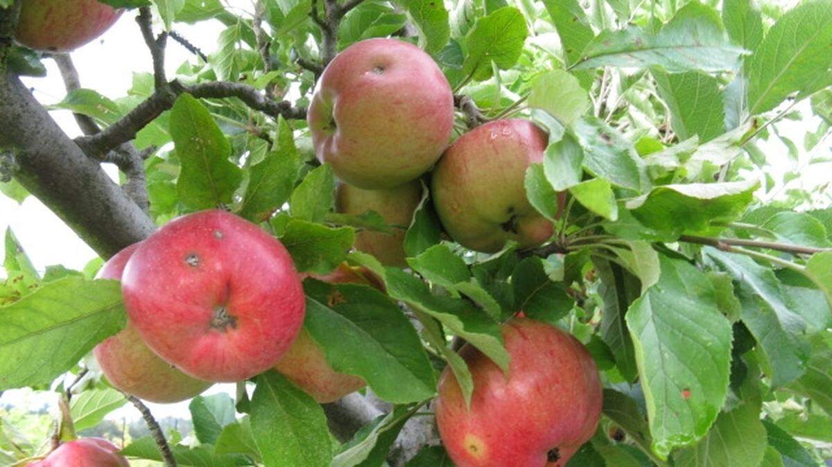Now through mid-March is the time to prune fruit trees.