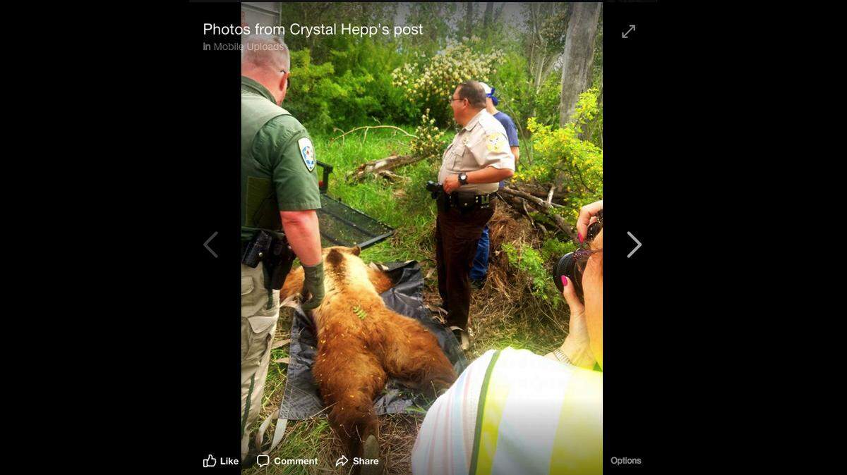 A Conrad, Montana, golf course had to shut down on Monday after a grizzly wandered onto the course, freaking out the players. Wildlife officials were able to tranquilize the bear and move it far, far away.