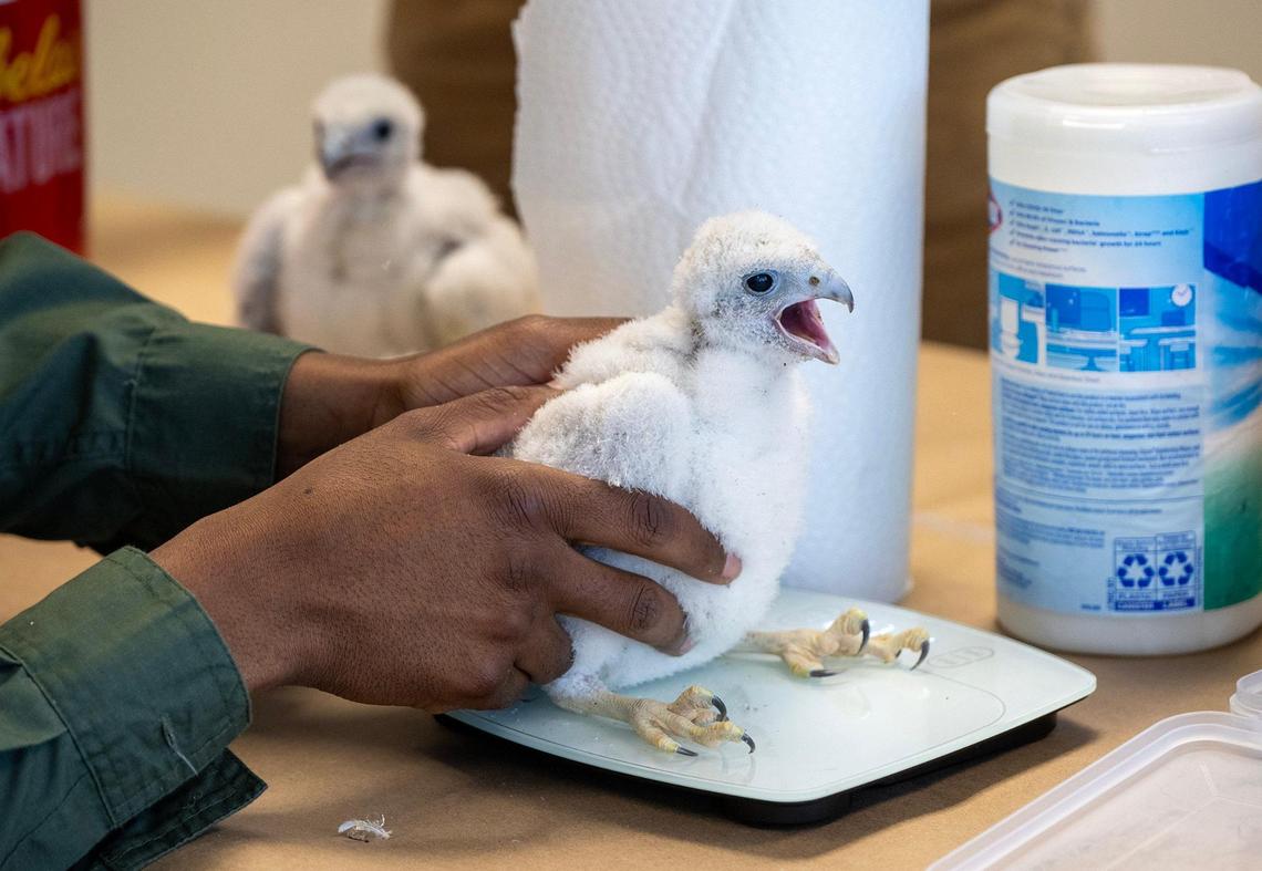 Chris Cain of Missouri Department of Conservation, weighs a Peregrine falcon chick on Thursday, May 15, 2025, in Kansas City.