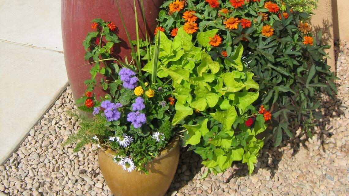 How to maintain your container pots through the winter season