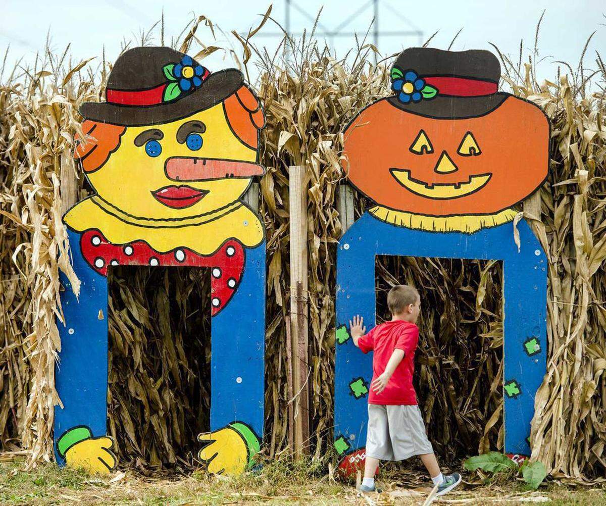 Braxton Moser, 7, looks for some of his fellow first graders from Carrollton Elementary at the entrance of the children’s corn maze during a field trip on Thursday, Sept. 24, 2015, to Carolyn’s Country Cousins Pumpkin Patch, 17607 N.E. 52nd St. in Liberty. 