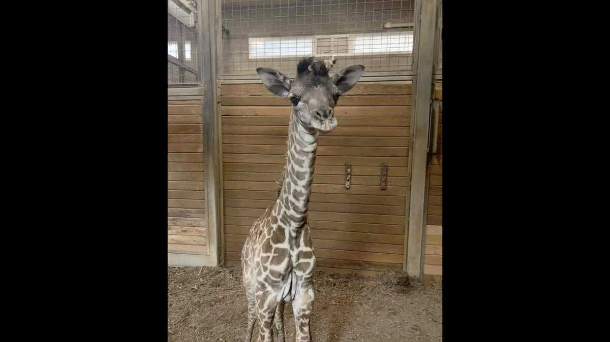 This is Nora, born on Feb. 7, 2026, the third new baby giraffe at the Kansas City Zoo since November 2025.
