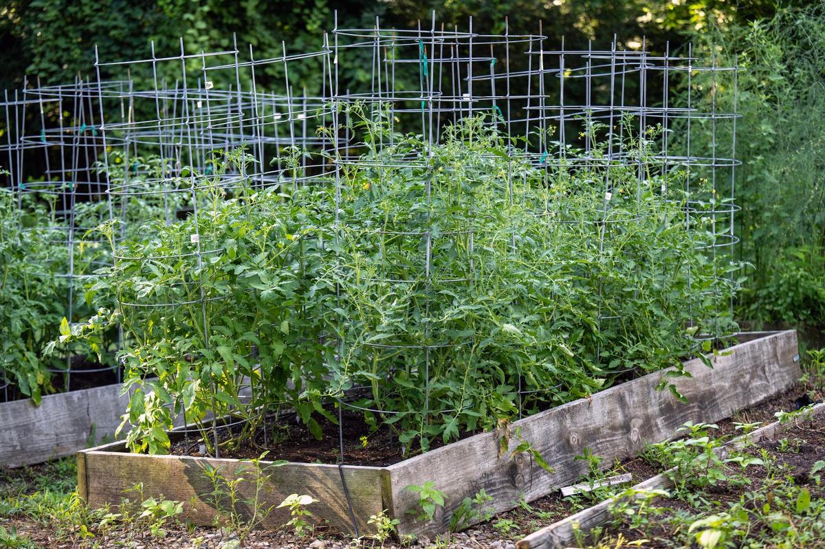 Worley recommends using Texas tomato cages for supporting tomato plants.