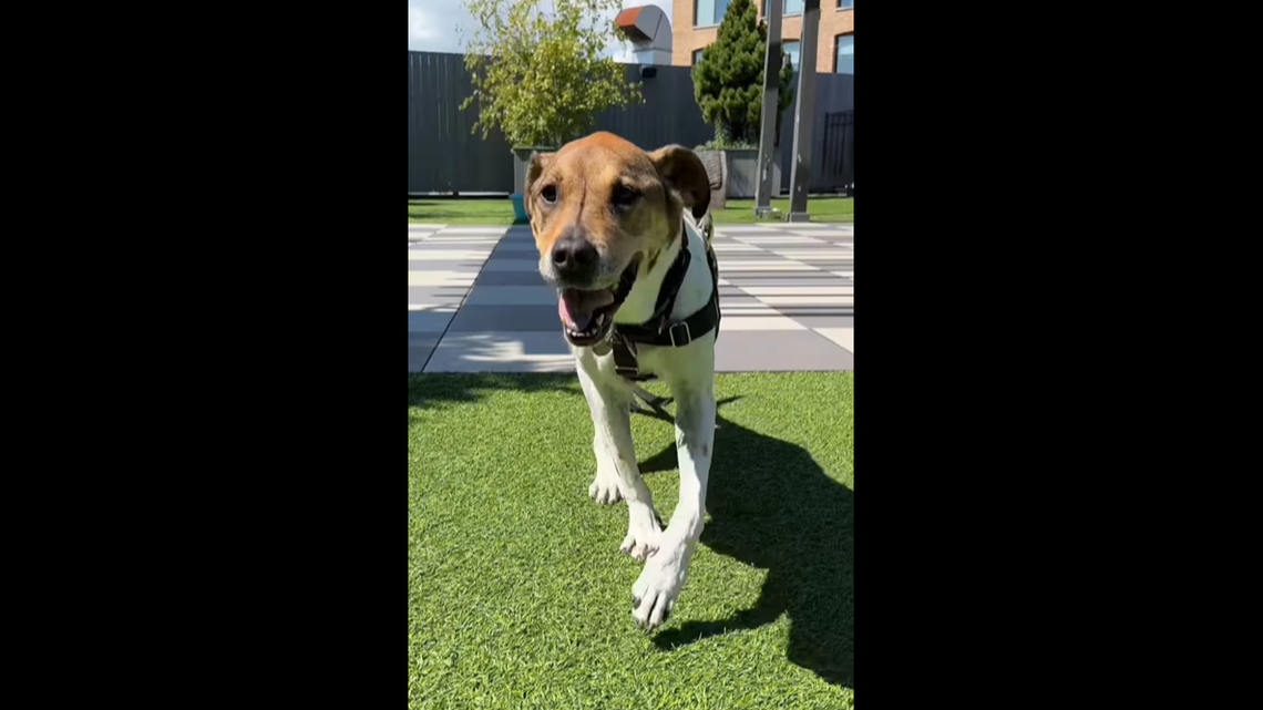 Senior dog adopted after 500 days. See pup and Chicago shelter celebrate