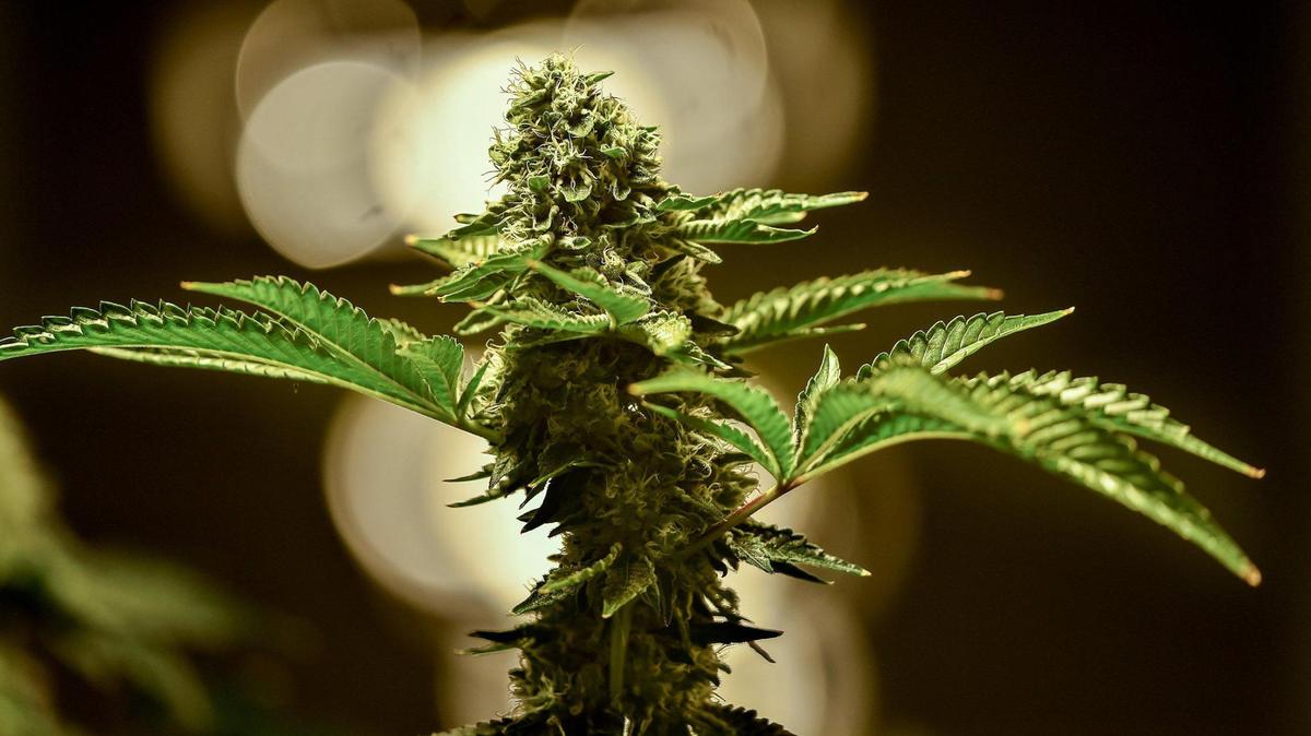 Missouri voters will decide in November whether to legalize recreational marijuana