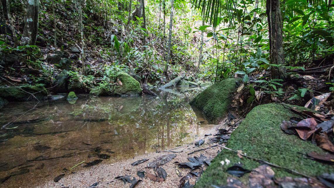 Scientists discovered two new animal species: Allobates vicinus in Suriname and Allobates ripicolus in French Guiana, a study said. This photo shows Sipaliwini, Suriname.