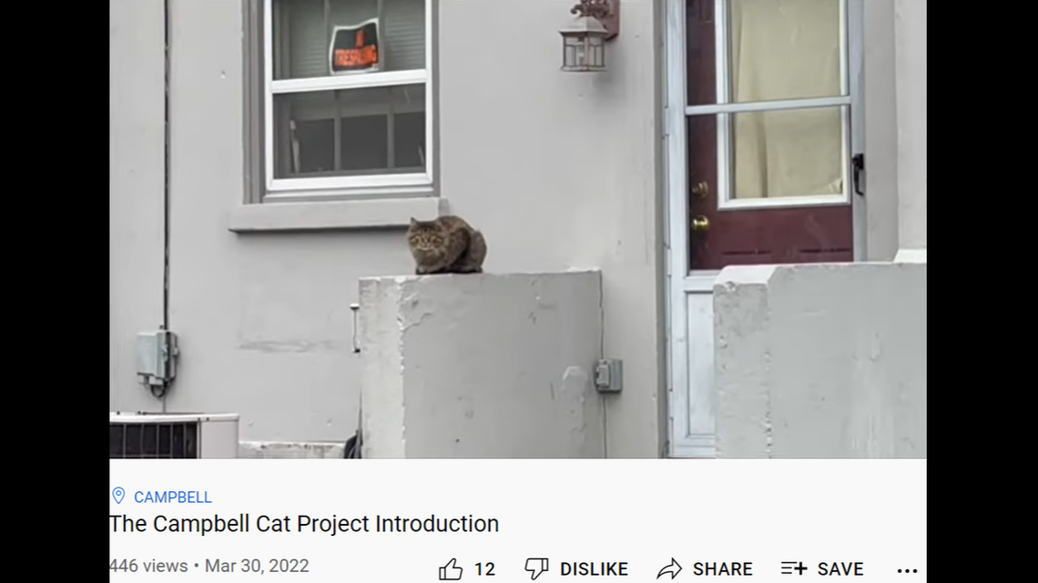 As many as 200 stray cats are living in a series of abandoned buildings scheduled for demolition in Campbell, Ohio.