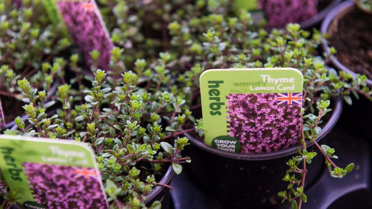 Planting kitchen herbs at home delivers fresher flavor than dried spices. Here’s which varieties to grow, what you need to start and how to harvest.