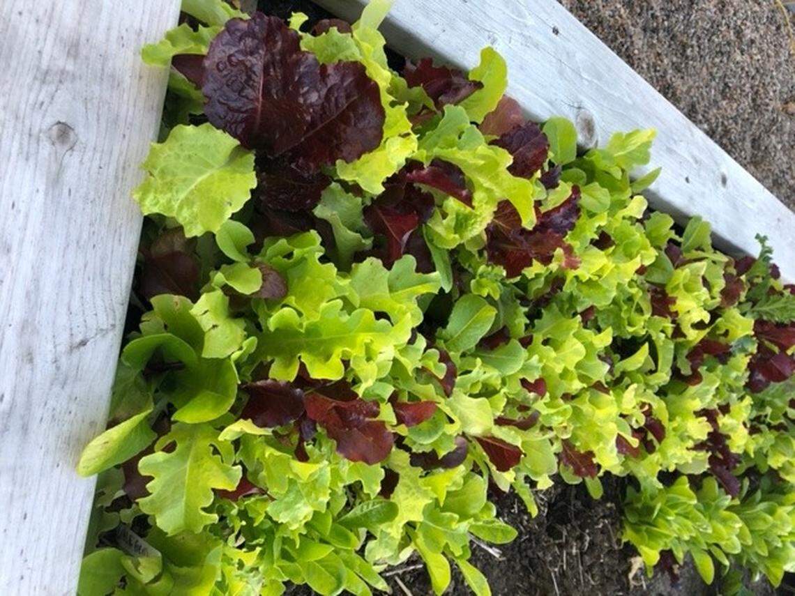 Raised beds and veggie gardening were hot trends last year. That’s expected to continue this spring, so pick up your seeds and seedlings early, before they disappear.