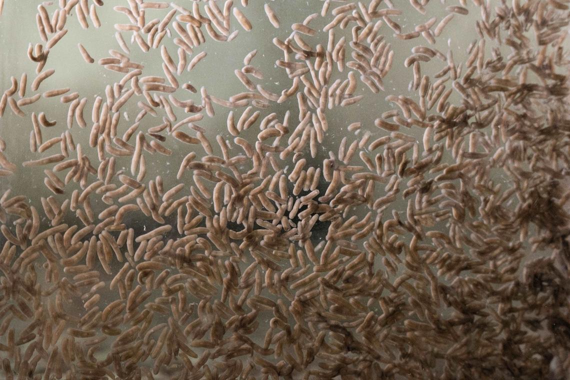 Planarians, or flatworms, live in freshwater inside a laboratory tank at the Stowers Institute for Medical Research in Kansas City. The lab has raised hundreds of thousands of flatworms that regenerated from one organism.