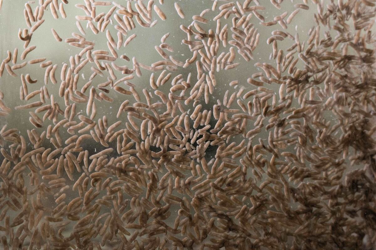 Planarians, or flatworms, live in freshwater inside a laboratory tank at the Stowers Institute for Medical Research in Kansas City. The lab has raised hundreds of thousands of flatworms that regenerated from one organism.