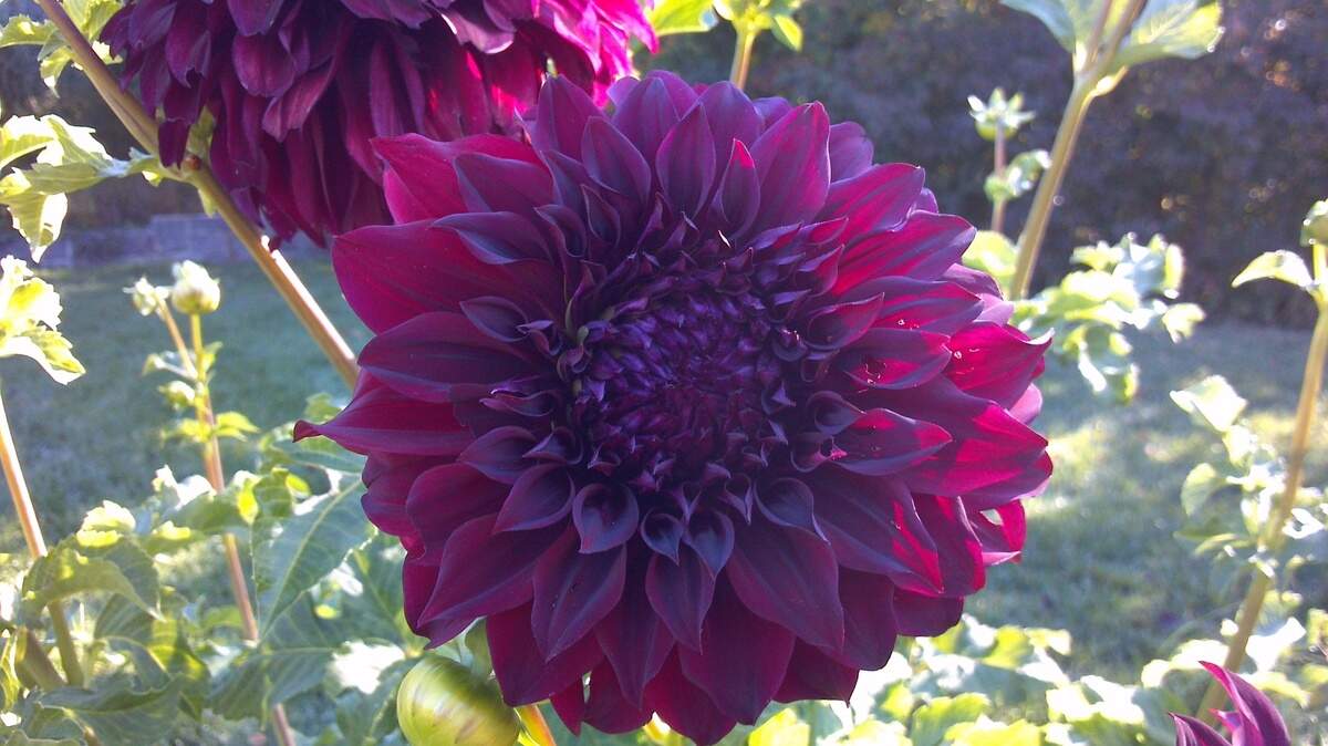 Dahlia Spartacus