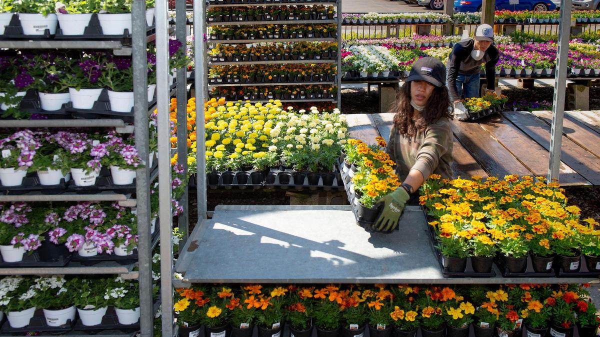 Employees work at Family Tree Nursery in Overland Park. The nursery has three locations in the metro.
